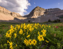 bryan anderson sunflower morning