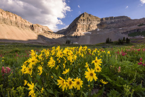 bryan anderson sunflower morning