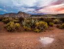 spencer sullivan desert puddle