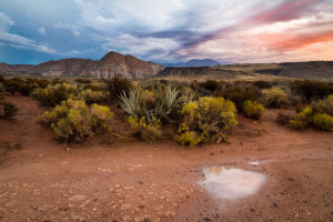 spencer sullivan desert puddle